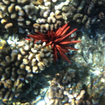Quicksilver Charters - Sea urchin in the coral. - Snorkeling Near Me - Wailuku, Hawaii