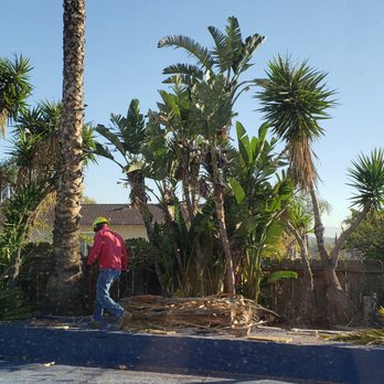 Ezra Tree Service - undefined - Tree Services Near Me Ezra Tree Service - undefined - Tree Services Near Me
