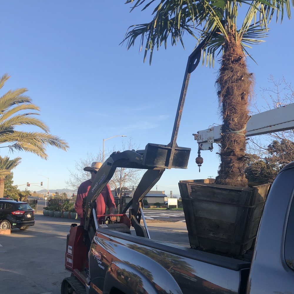 Golden Gate Palms & Exotics - Nurseries & Gardening Near Me - Richmond, California
