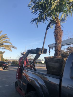 Golden Gate Palms by null