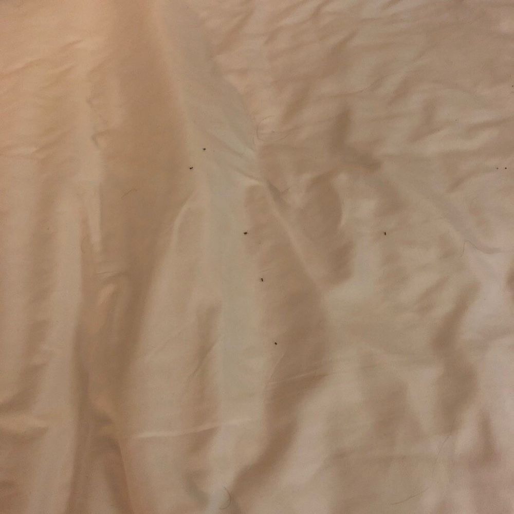 The disgusting ants found after we woke up on our bed.