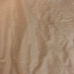 The disgusting ants found after we woke up on our bed.