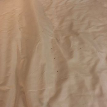Quality Inn - The disgusting ants found after we woke up on our bed. - Hotels Near Me - Cambridge, Ohio
