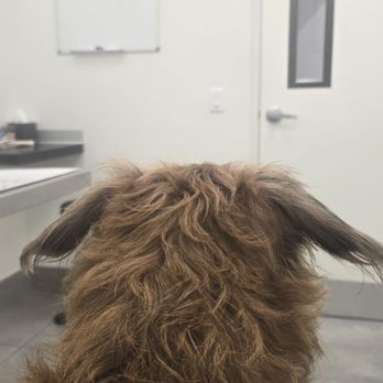 Lee Animal Hospital - Clean Facility! Waiting room... - Veterinarians Near Me - Orange, California Lee Animal Hospital - Clean Facility! Waiting room... - Veterinarians Near Me - Orange, California
