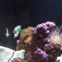 Photo of Great White Aquatics