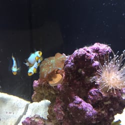 Great White Aquatics - ORA Premium Snowflake is coming home with me.