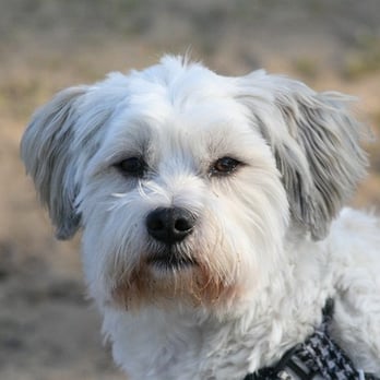 Sanny's Hundeservice - Pet Training Near Me - Nuremberg, BY