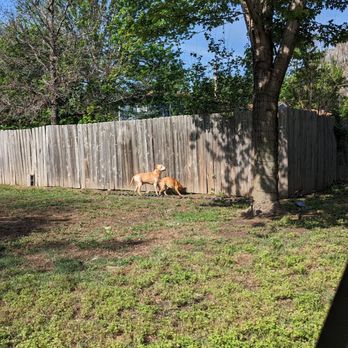 Ninnescah Veterinary Service - 13 years old and running around chasing squirrels - Veterinarians Near Me - Hutchinson, Kansas Ninnescah Veterinary Service - 13 years old and running around chasing squirrels - Veterinarians Near Me - Hutchinson, Kansas