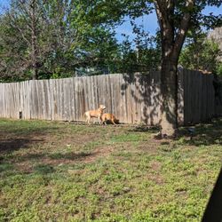 Ninnescah Veterinary Service - 13 years old and running around chasing squirrels