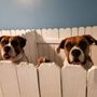 Photo of Woof Gang Pet Resort & Spa