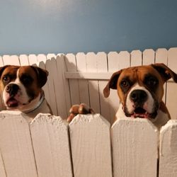 Woof Gang Pet Resort & Spa - Pups enjoy large, comfy suites while boarding with us