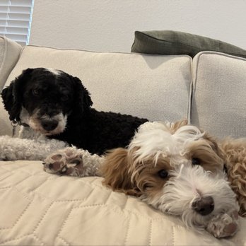 Paw Stars - Pet Groomers Near Me - Denver, Colorado Paw Stars - Pet Groomers Near Me - Denver, Colorado