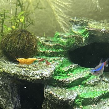 Wow Fish & Pets - eggnant shrimp - Pet Groomers Near Me - Hesperia, California