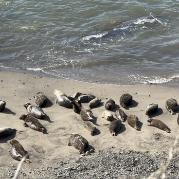 Carpinteria Seal Sanctuary - Parks Near Me - Carpinteria, California Carpinteria Seal Sanctuary - Parks Near Me - Carpinteria, California