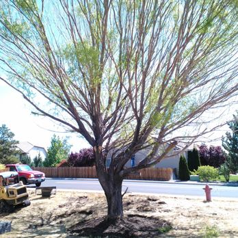 Rapid Landscape Removal - a tree and a fire hydrant - Tree Services Near Me Rapid Landscape Removal - a tree and a fire hydrant - Tree Services Near Me