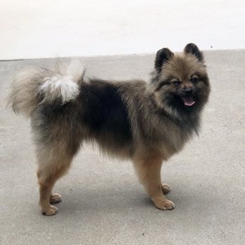 The Mutt Hut - Pet Groomers Near Me - Valley Center, California