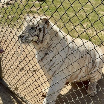Lions Tigers & Bears - Community Service/Non-Profit Near Me - Alpine, California