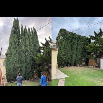 Rodriguez Tree Service - Cutting/Cleaning halfway down Cypress trees! - Tree Services Near Me Rodriguez Tree Service - Cutting/Cleaning halfway down Cypress trees! - Tree Services Near Me