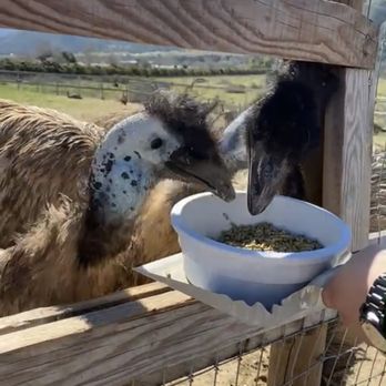 Ostrichland USA - Attraction Farms Near Me - Solvang, California Ostrichland USA - Attraction Farms Near Me - Solvang, California