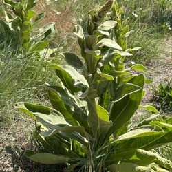 Coalton Trail Head - Medium size Mullein