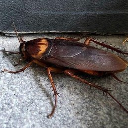While dining for my daughters birthday there were 2 cockroaches running on the tables and floor.