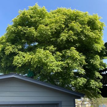 Reasonable Tree Services - Maple tree prior to pruning/thinning. - Tree Services Near Me Reasonable Tree Services - Maple tree prior to pruning/thinning. - Tree Services Near Me