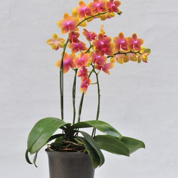 Taida Orchids - A05724 Phal. Brother Sara Gold-SOR - Nurseries & Gardening Near Me - Bridgewater, New Jersey