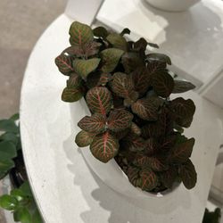 Bill's House of Flowers