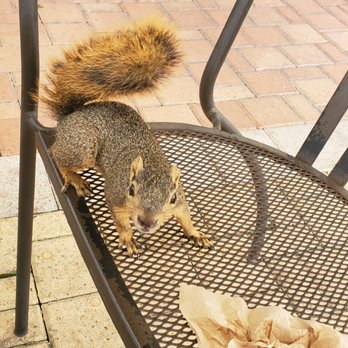 Cafe Express Town & Country - Joining us for lunch - Sandwiches Near Me - Houston, Texas