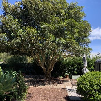 Mr. Tree Service  - After trimming - Gardeners Near Me