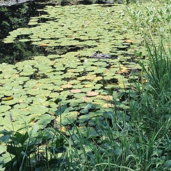 Garden In the Woods - Botanical Gardens Near Me - Framingham, Massachusetts