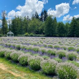 A variety of culinary lavender ready for u-pick! A variety of culinary lavender ready for u-pick!
