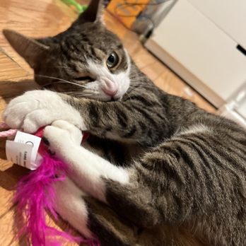 Cat Castle NYC - Pet Adoption Near Me - New York, New York