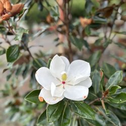 Simpatico Nursery - Beautiful blooms on our Magnolia Little Gem Trees.