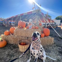 Pup friendly photo-op