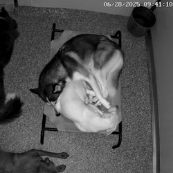Porter Road Pet Care - This bed sure is comfy.