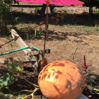 Filoli - their pumpkins get some tlc with an umbrella for shade and styrofoam to keep the slugs and creepy crawlies away! - Botanical Gardens Near Me - Woodside, California Filoli - their pumpkins get some tlc with an umbrella for shade and styrofoam to keep the slugs and creepy crawlies away! - Botanical Gardens Near Me - Woodside, California