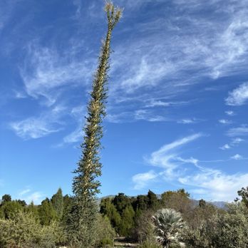 California Botanic Garden - The Boojum Tree in December! - Botanical Gardens Near Me - Claremont, California