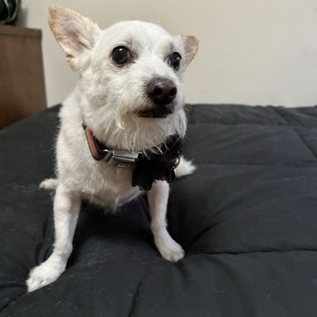 Breezy Paw Mobile Grooming - A clean, sharp, gentleman. - Pet Groomers Near Me Breezy Paw Mobile Grooming - A clean, sharp, gentleman. - Pet Groomers Near Me