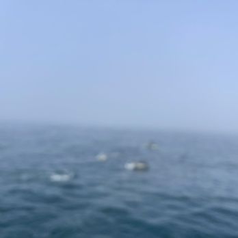 Oceanside Adventures - Many many dolphins! - Boat Charters Near Me - Oceanside, California Oceanside Adventures - Many many dolphins! - Boat Charters Near Me - Oceanside, California