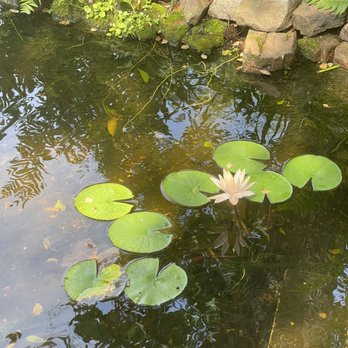 Corner Stone Gardens - Lily pads - Community Gardens Near Me - Mobile, Alabama