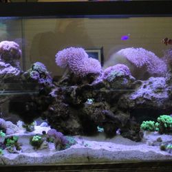 James Bo Tucker, DC - Chiropractic Wellness Center - Fish Tank in Reception Area.