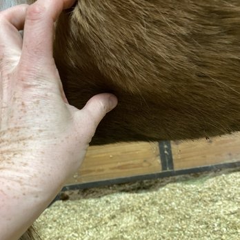 Sheely Show Horses - Welts from spurs caused by Courtney Sheely - Horseback Riding Near Me - Kellyville, Oklahoma Sheely Show Horses - Welts from spurs caused by Courtney Sheely - Horseback Riding Near Me - Kellyville, Oklahoma