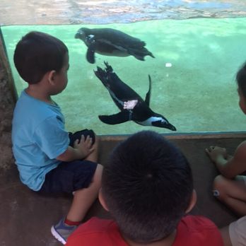 Honolulu Zoo - Penguins! - Zoos Near Me - Honolulu, Hawaii Honolulu Zoo - Penguins! - Zoos Near Me - Honolulu, Hawaii