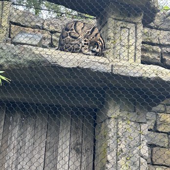 Dallas Zoo - Wild cat - Zoos Near Me - Dallas, Texas Dallas Zoo - Wild cat - Zoos Near Me - Dallas, Texas