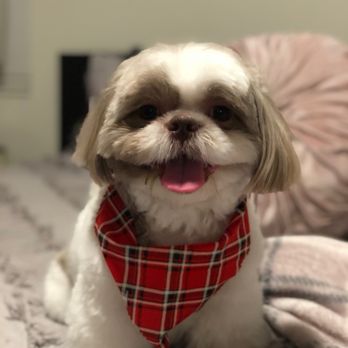 Happy Dog Wash - After his pup cut - Pet Groomers Near Me - Orlando, Florida Happy Dog Wash - After his pup cut - Pet Groomers Near Me - Orlando, Florida