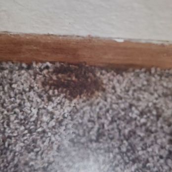 A & M Properties - Rug stains - Property Management Near Me - Wenatchee, Washington