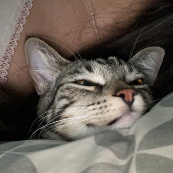 Catmandoo Rescue - Pet Adoption Near Me - Hawthorne, California