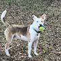 Photo of Wagging Tails
