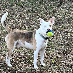 Wagging Tails - My Tucker